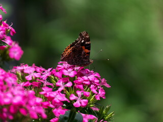 棚田に咲くピンクの花と黒い調
