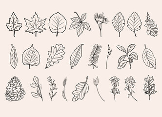 Autumn botanical line arts, hand drawn fall plants (flowers, leaves, acorns, pumpkins and branches), vector illustration - 623369309