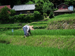 山間部の棚田の風景
