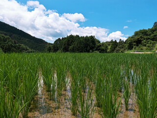 山間部の棚田の風景
