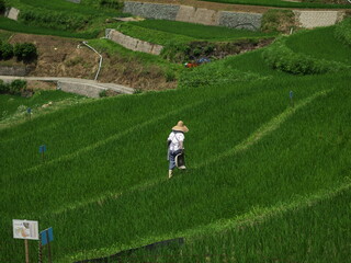 山間部の棚田の風景
