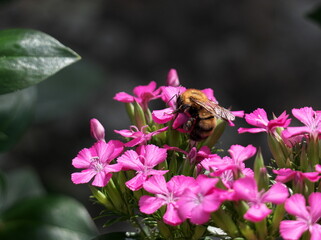 花の蜜を吸う蜜蜂
