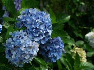 大きくて丸い薄青色の紫陽花
