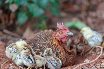 The background of chicken species, animals that are grouped together and are blurred by the movement to find food, popular for sale or propagation on farms