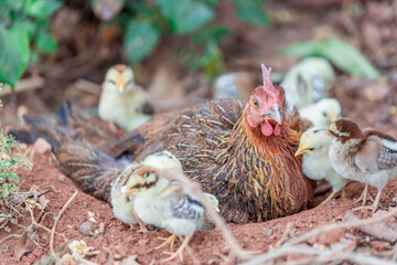 The background of chicken species, animals that are grouped together and are blurred by the movement to find food, popular for sale or propagation on farms