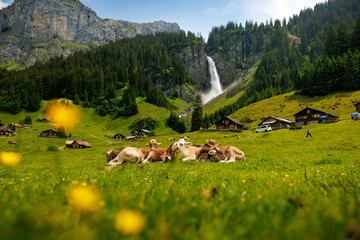 herd of swiss cows lying in an alpine meadow in summer with wild flowers in front of Stäuber...