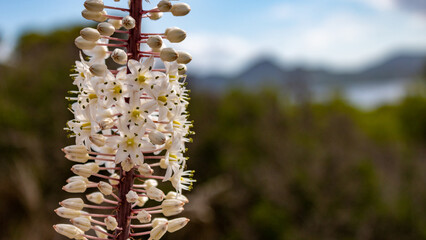 Stunning Close-up of White Sea Onion (Urginea maritima) Flowers in a Maritime Setting in Mallorca, Spain