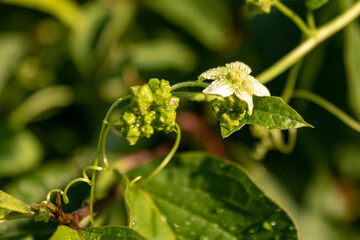 Close-up of White Bryonia cretica (White Bryony) Flower