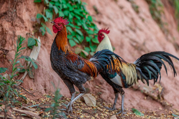 The background of chicken species, animals that are grouped together and are blurred by the movement to find food, popular for sale or propagation on farms