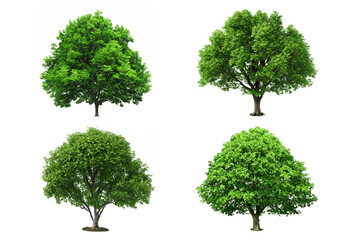 Set of Tree on white background. Generative AI illustration.