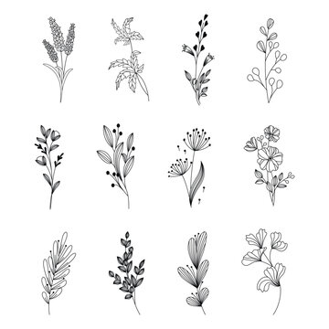 Set of branch and leaves collection. Floral hand drawn vintage set. Sketch line art illustration. Element design for greeting cards and invitations of the wedding, birthday.