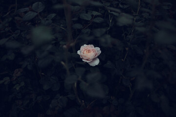 Pink rose in the dark