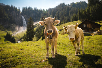 portrait of a swiss cow on a alpine meadow in front of a waterfall