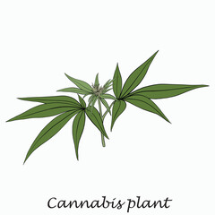 Simplicity cannabis plant freehand drawing flat design.