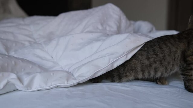 Ginger cat hides in bed under a white blanket. Fluffy pet is going to play.