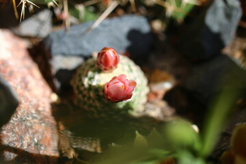 kaktus Pediocactus knoweltonii