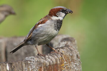 male house sparrow