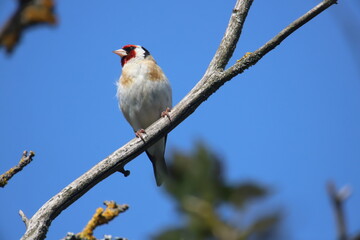 siskin on a branch
