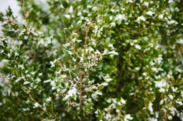 Close-up snow covered tree. Wallpaper. Winter nature background. Wintertime. Landscape. Non urban scene.