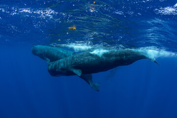 Fototapeta premium Family of sperm whales swimming in the ocean