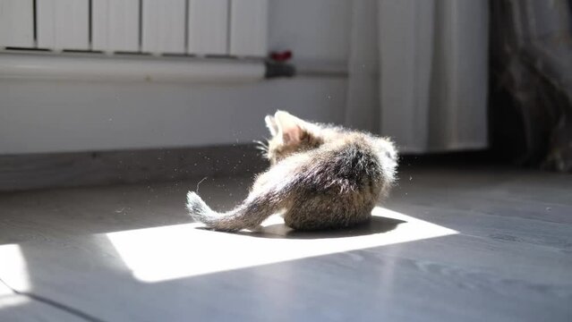 Striped kitten playing blue ball in modern scandinavian interior home. Cat doing funny pose jumping rolling over having fun falling to the floor running and catching ball with paws .