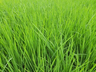 Fototapeta na wymiar Paddy field the rain season in India. Beautiful landscape and green rice field in the countryside. Young rice growing in the paddy field. Close up of growing rice plant. Paddy farm in Jharkhand India