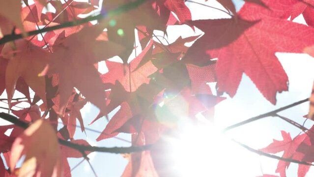 Plane tree leaves swaying in the wind and direct sunlight in the autumn. Fall season background 4k video.