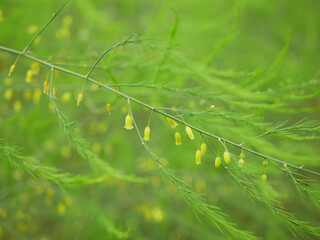 Asparagus farm blooming close-up vegetable bio flower blossom Asparagus officinalis soil garden sparrow grass bloom harvest farmer farming fresh agricultural farm harvesting leaf food plant Europe