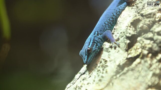 Lygodactylus Williamsi - Critically Endangered Species Of Lizard. Close Up