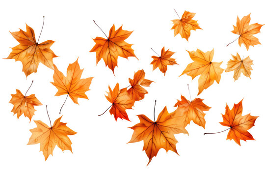 Maple leaves falling on air on transparent background. Generative Ai
