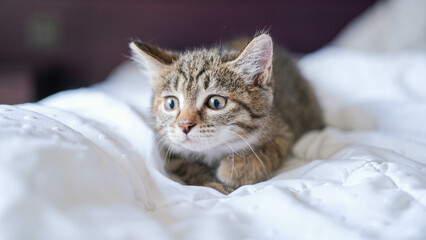 Cute tabby cat lying down on white blanket on the bed. Funny home pet. Concept of relaxing and cozy wellbeing. Sweet dream