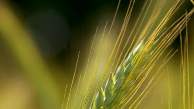 Green barley spikelet sway gently in field backlit by sun, shallow focus
