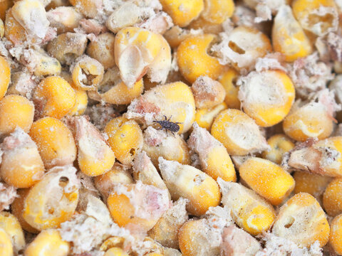 Corn grain crop destroyed by the maize weevil pest