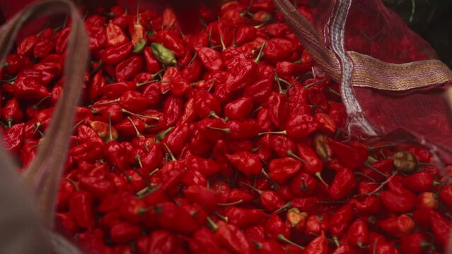  ghost pepper, also known as bhut jolokia, is an interspecific hybrid chili pepper close up 