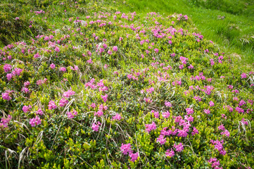 The slopes of Mount Hoverla covered with pink flowers of the Rhododendron myrtifolium (Rhododendron kotschyi)