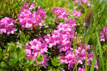 Obraz premium The slopes of Mount Hoverla covered with pink flowers of the Rhododendron myrtifolium (Rhododendron kotschyi)