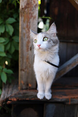 Beautiful cat in the village on the hunt