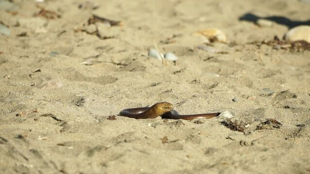 two big snakes on the sand, coiling and biting in a fight. Pseudopus apodus reptilian combat.