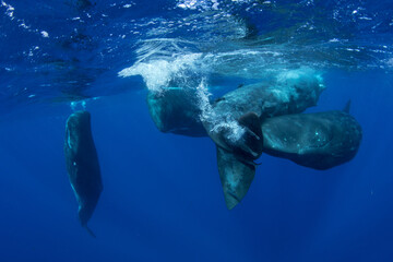 Family of sperm whales swimming in the ocean