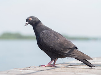 A gray rock dove is standing on the deck