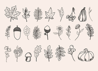 Autumn botanical line arts, hand drawn fall plants (flowers, leaves, acorns, pumpkins and branches), vector illustration - 623383371