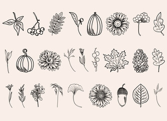 Autumn botanical line arts, hand drawn fall plants (flowers, leaves, acorns, pumpkins and branches), vector illustration - 623383385