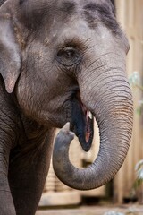 A close up portrait of a large grey elephant waving its trunk around. The herbivore mammal animal is looking very happy.