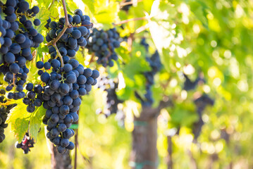 Naklejka premium Ripe grapes growing on plants in vineyard