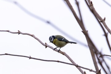 Naklejka premium A portrait of a cyanistes caeruleus or blue tit bird sitting on a branch without leafs of a tree. The perched bird is looking around with an overcast sky behind it.