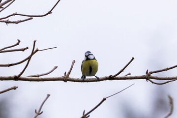 A portrait of a blue tit or cyanistes caeruleus bird sitting on a branch without leafs of a tree. The perched bird is looking around with an overcast sky behind it.