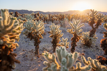 cholla cactus garden from Joshua Tree national park with a warm morning sunlight
