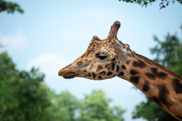 nice detail of rothschild's giraffe head on a sunny day