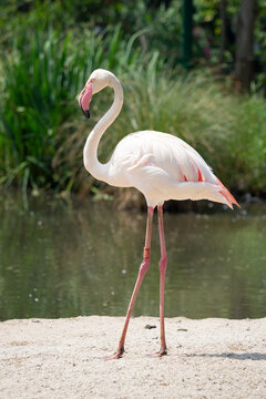 beautiful photo of a standing flamingo on the beach near the water