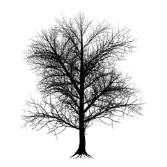 Tree silhouette without leaves